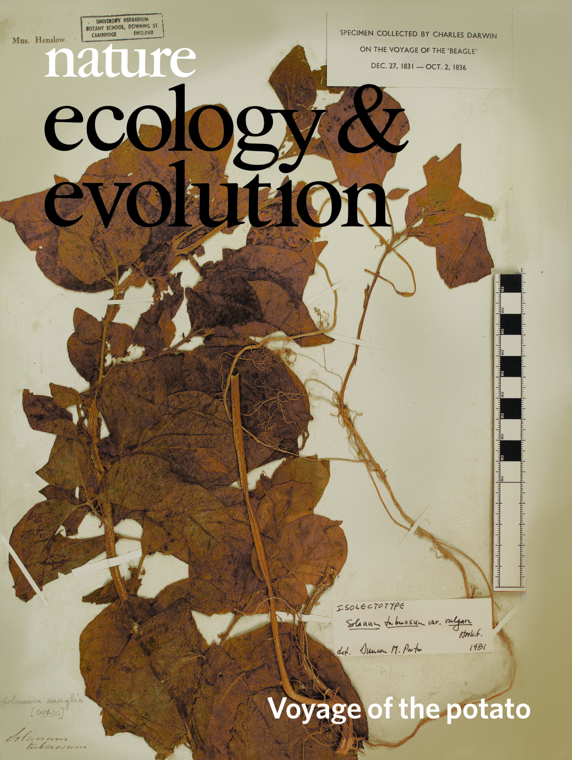 The origins and adaptation of European potatoes reconstructed from historical genomes