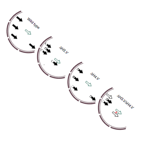 CIPSM Genome organization and DNA accessibility control antigenic
