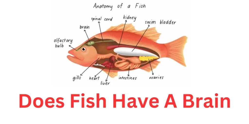 Does Fish Have A Brain
