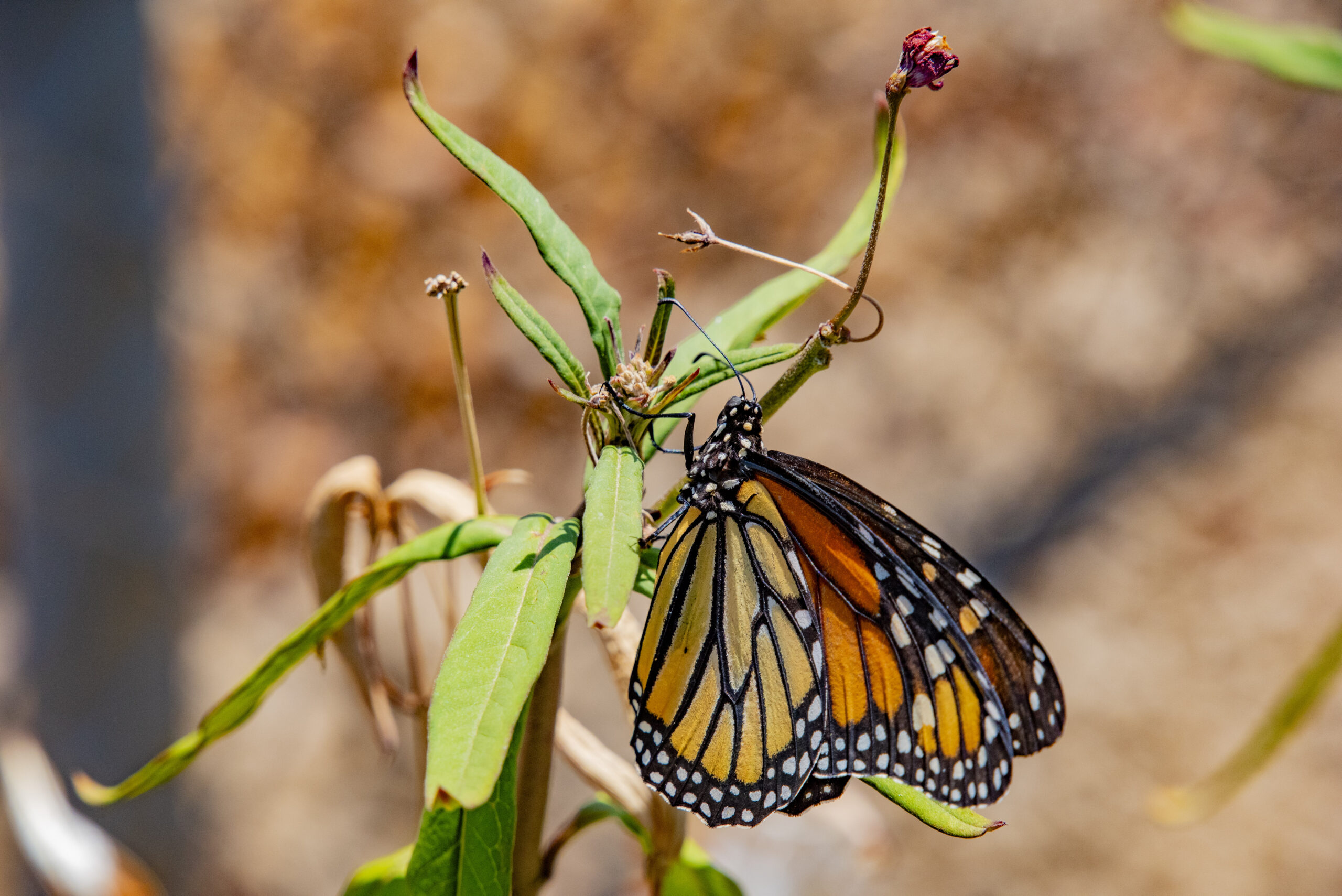 Endangered Monarch Butterfly in Backyard CirceD