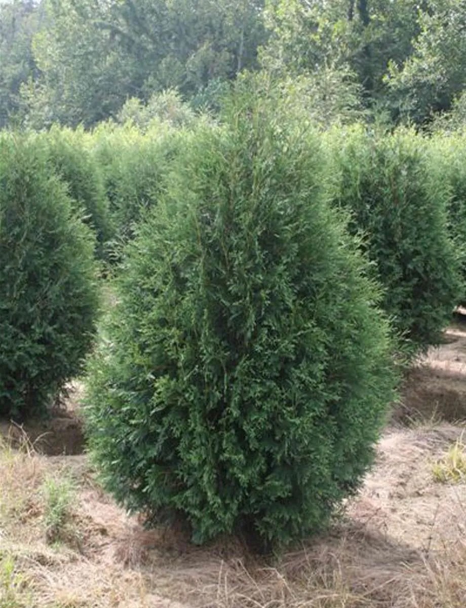 Techny Arborvitae Circle City Trees