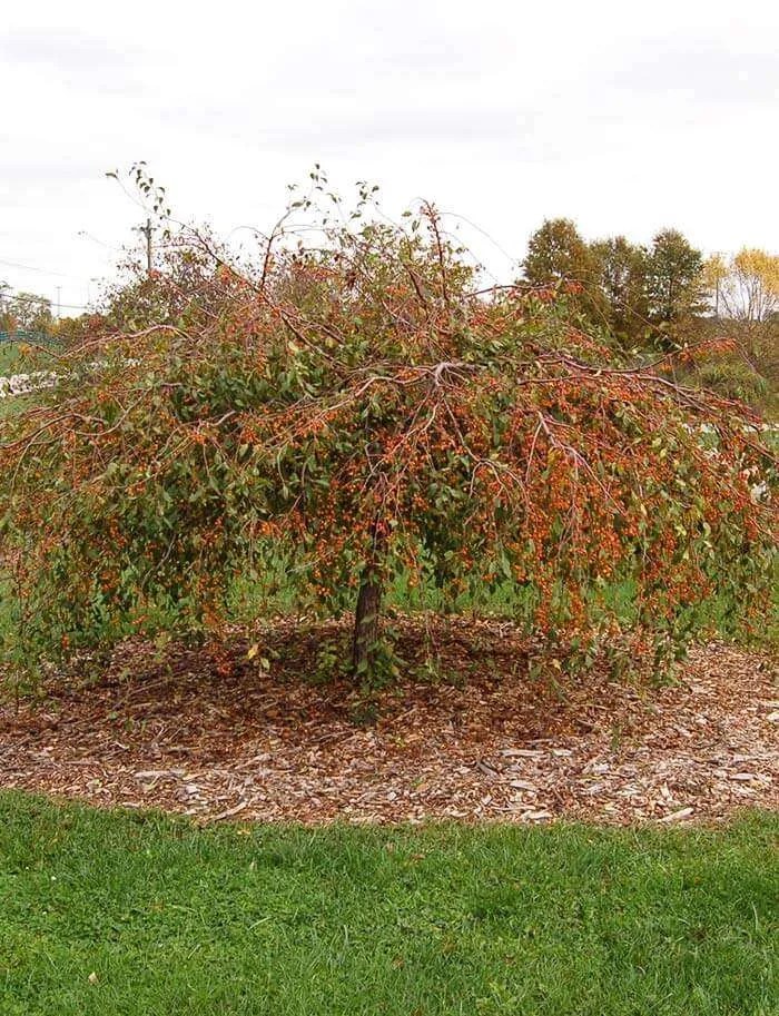 Louisa Weeping Flowering Crabapple Best Flower Site