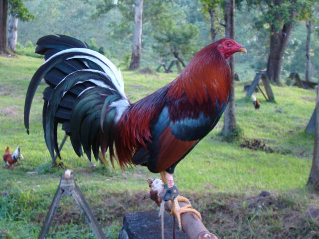 Game Fowl Farms Near Me Friendly Fowl Farm, Morning Glory Homestead
