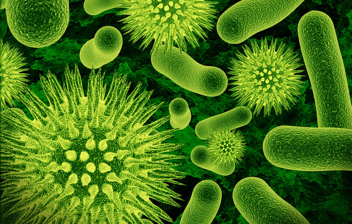 El Universo Bajo el Microscopio ¿Las bacterias son seres sociales?