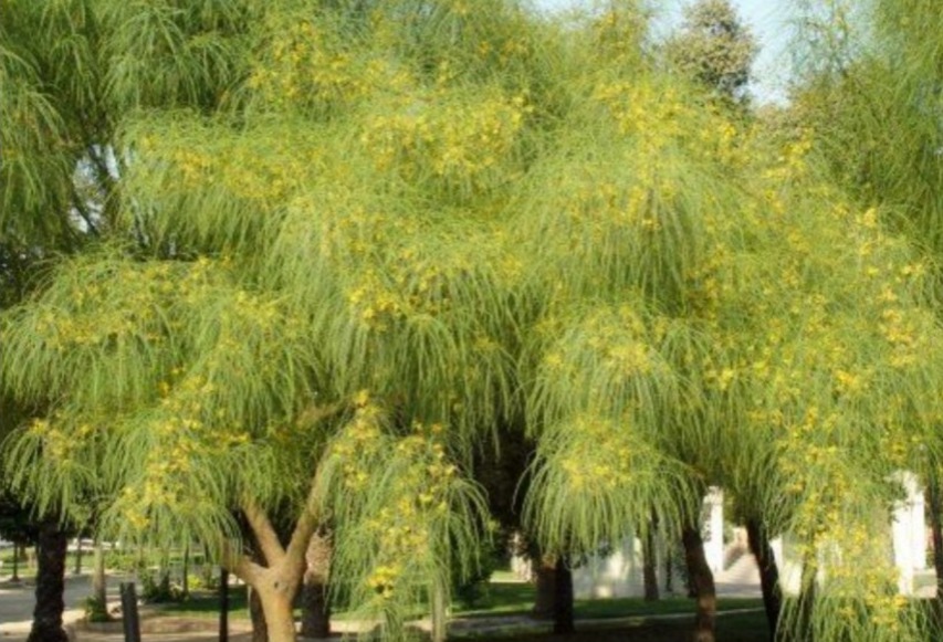 Ejecutan plan de forestación; desconocen autoridades cuántos árboles