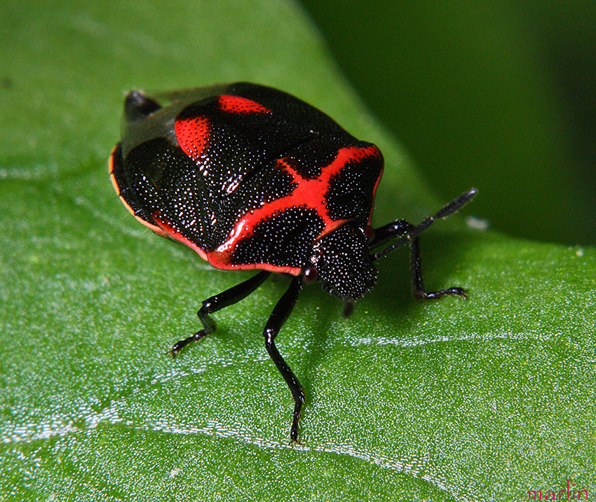 TwiceStabbed Stink Bug Cosmopepla lintneriana North American