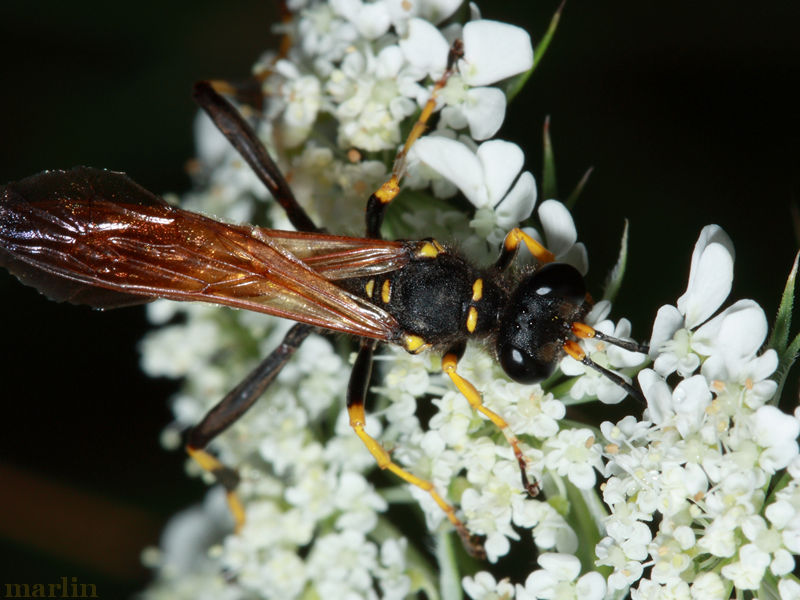 Mud Dauber Wasp Sceliphron caementarium North American Insects