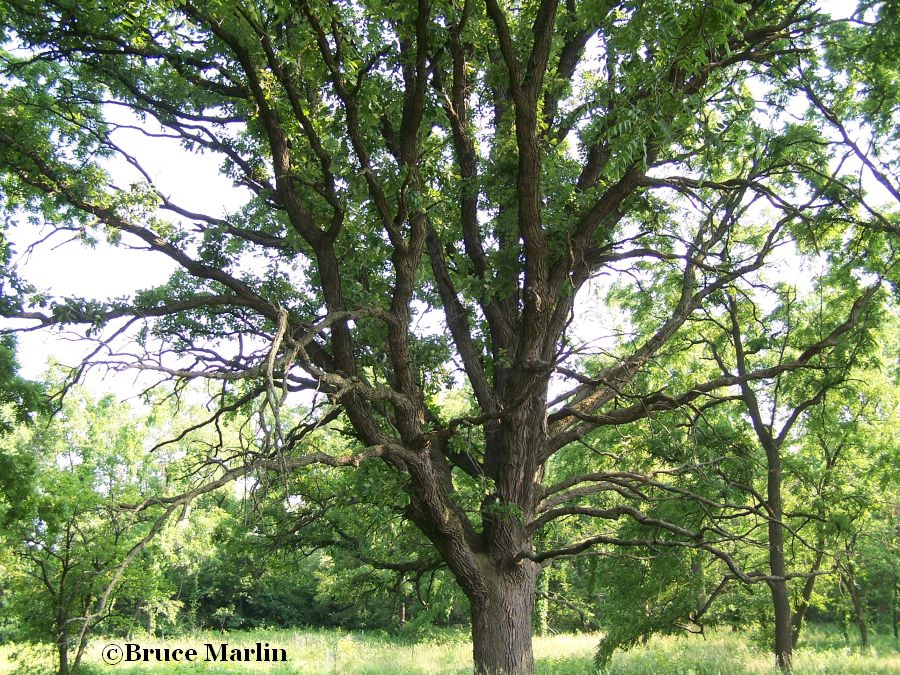 Bur Oak Quercus macrocarpa