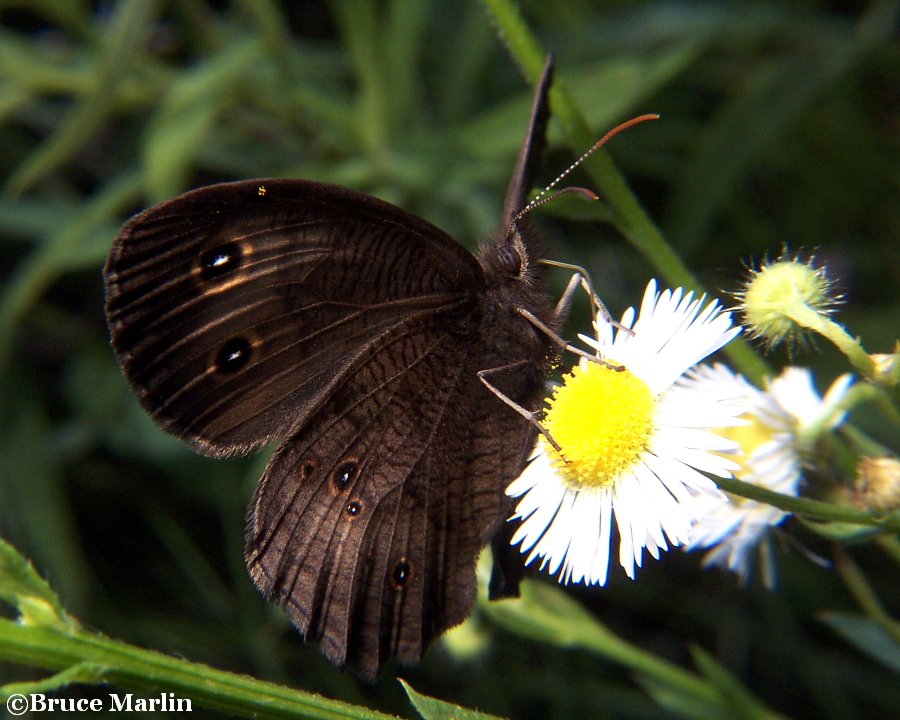 Common Wood Nymph Butterfly Cercyonis pegala North American Insects