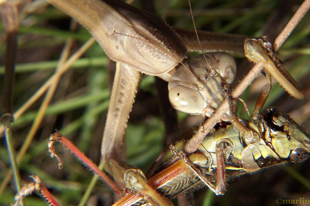Praying Mantis North American Insects & Spiders