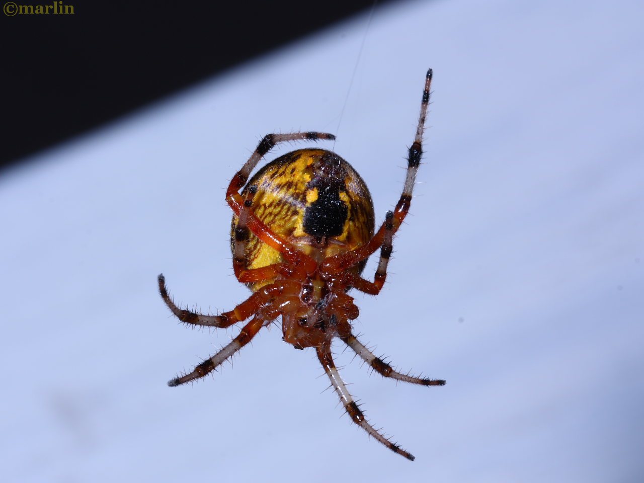 Marbled Orb Weaver Spider Araneus marmoreus North American Insects