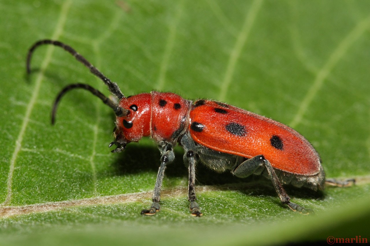 Red Milkweed Beetle North American Insects & Spiders