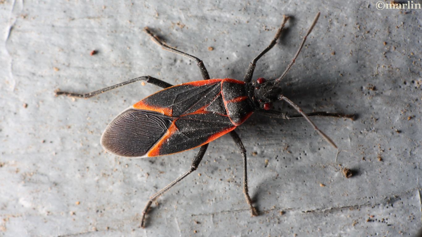 Box Elder Bug North American Insects & Spiders