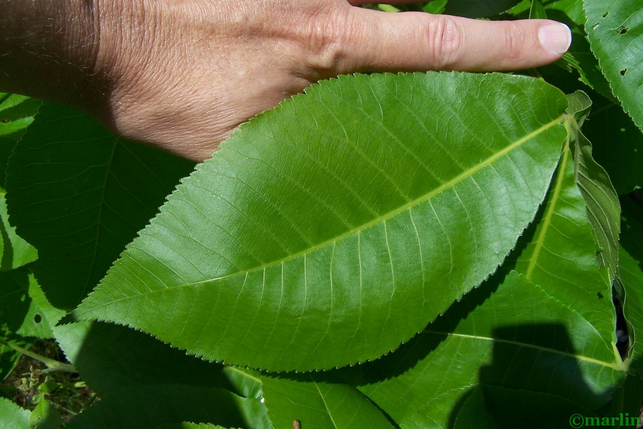 Shagbark Hickory North American Insects & Spiders