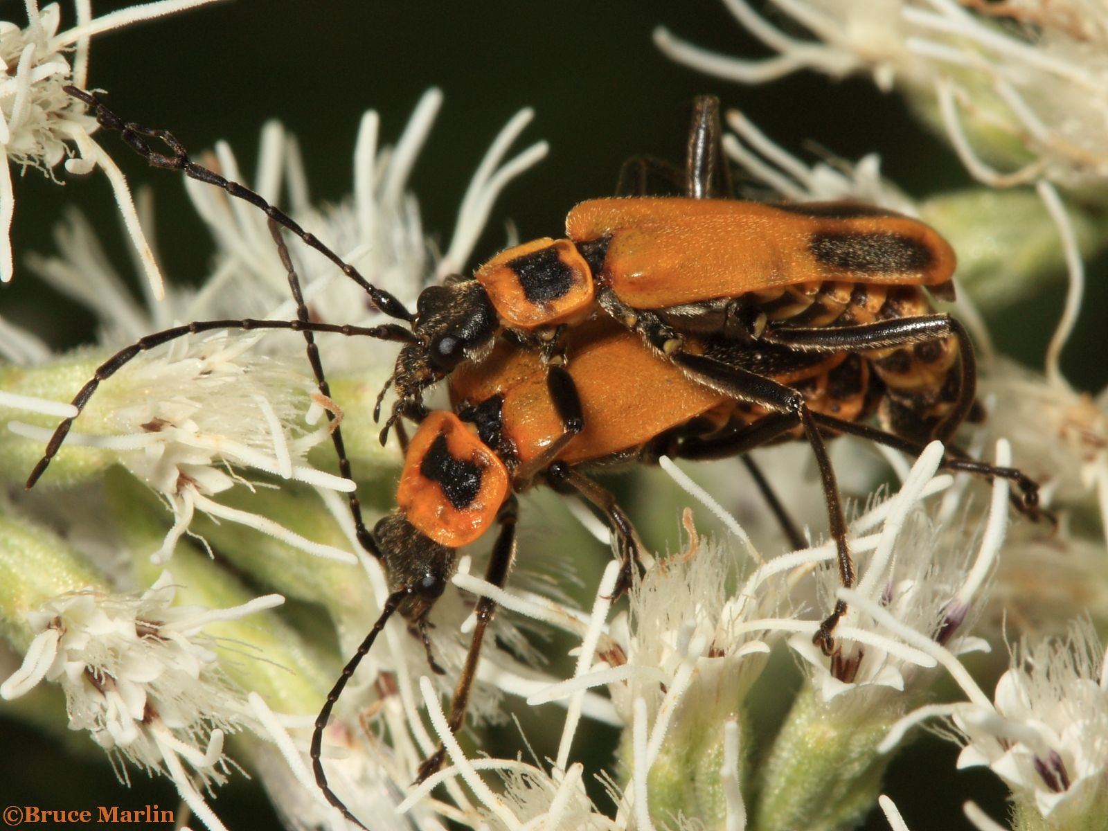Beetles North American Insects & Spiders