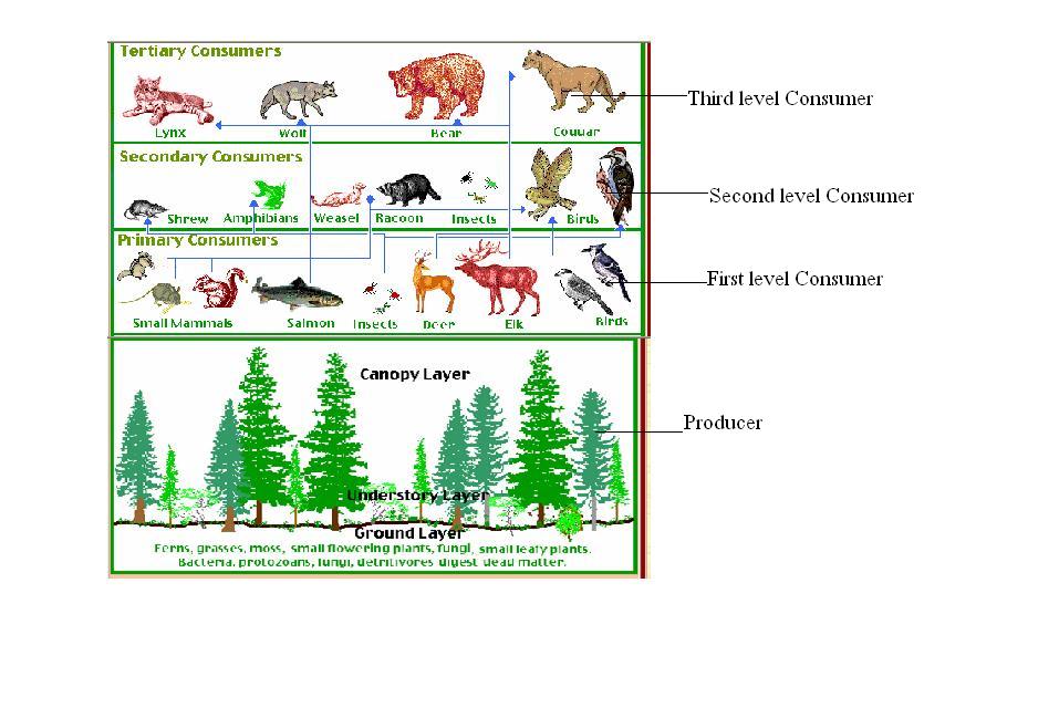 Экосистема леса схема. Пищевая цепь елового леса. Еловый лес цепь питания. Объемная модель пищевой цепи елового леса. Пищевая цепь леса 5 класс.