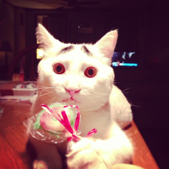 Gambar Kucing Comel yang Ada Kening Sam