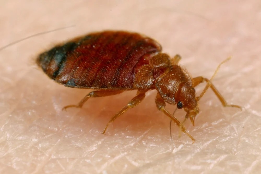 Bed Bugs Slideshow Center for Invasive Species Research