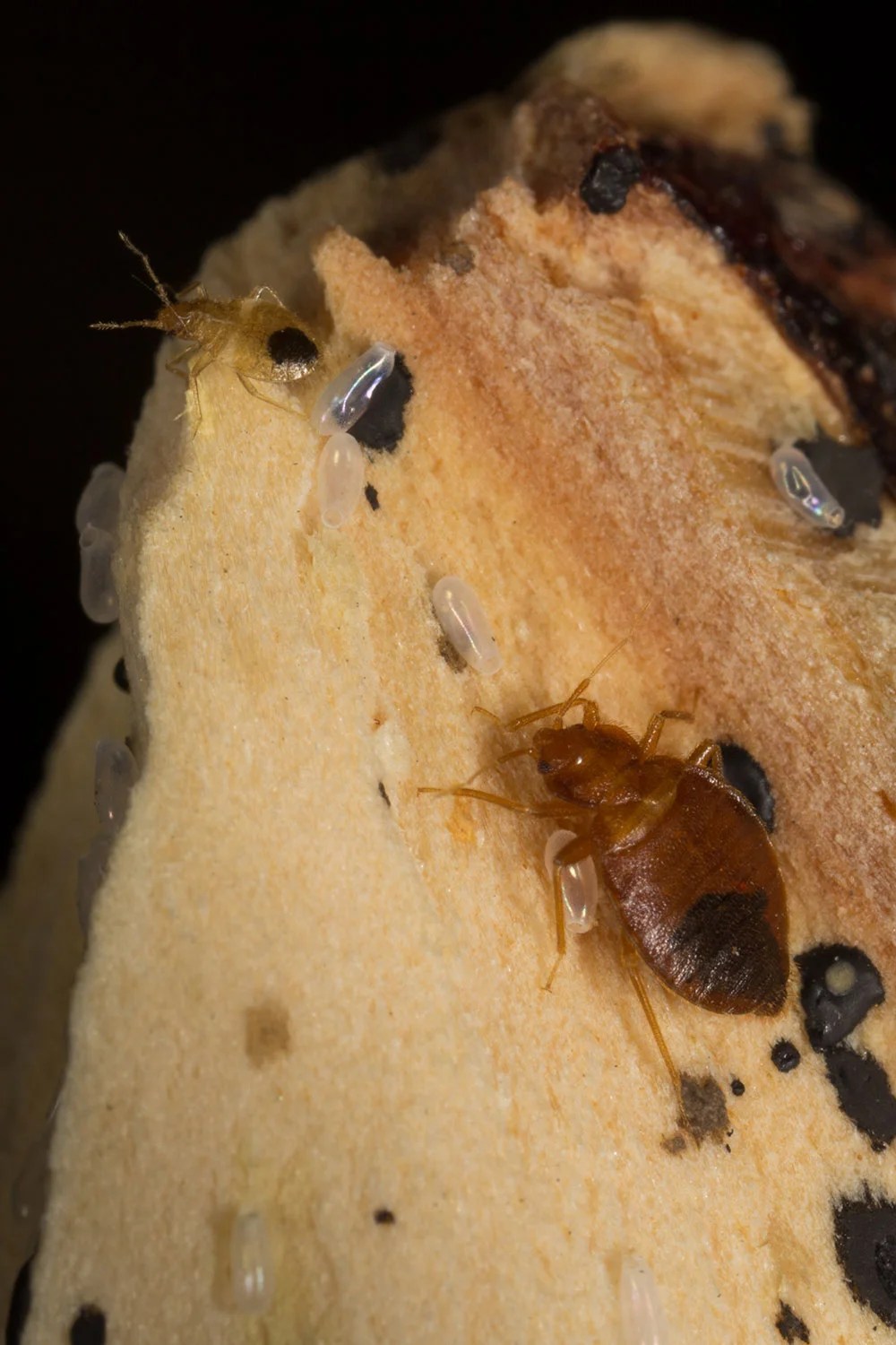 Bed Bugs Slideshow Center for Invasive Species Research