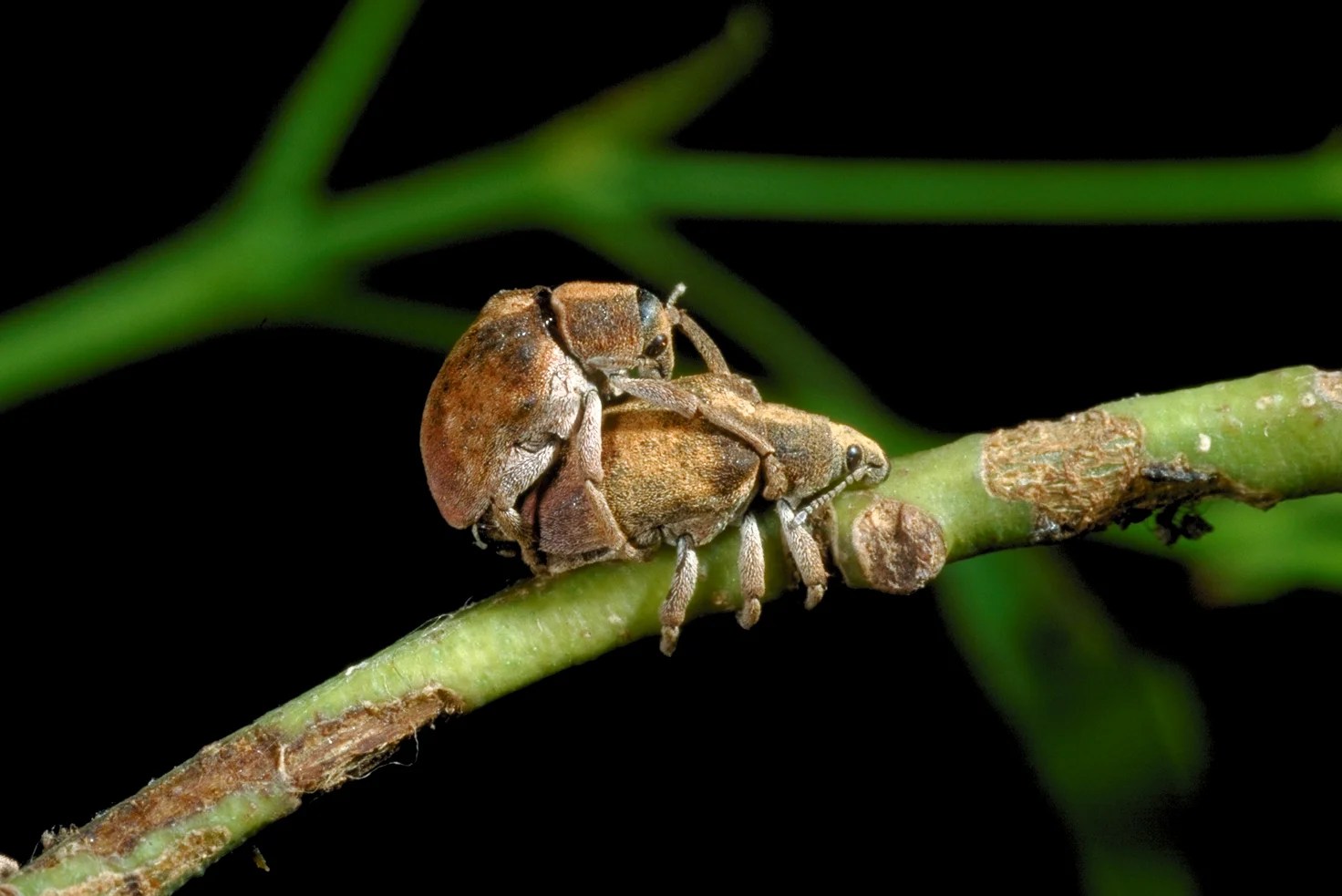 Australian Gum Tree Weevil Center for Invasive Species Research