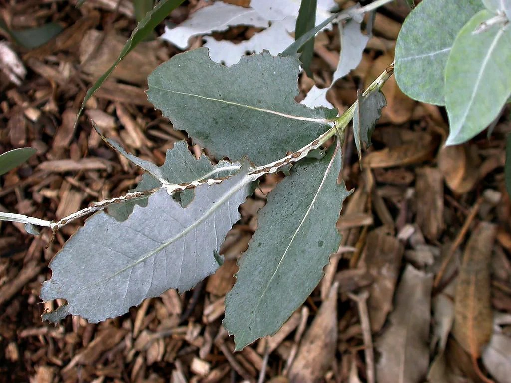 Eucalyptus leaf beetle Center for Invasive Species Research