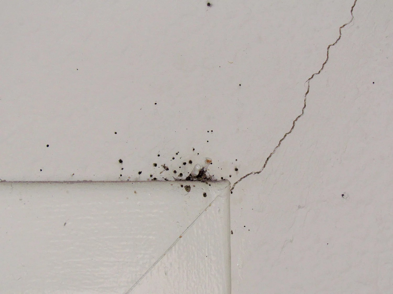 Bed Bugs Center for Invasive Species Research