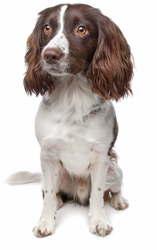 Citari Kennel Springer Spaniels Springer Spaniel Puppies and Gun Dogs