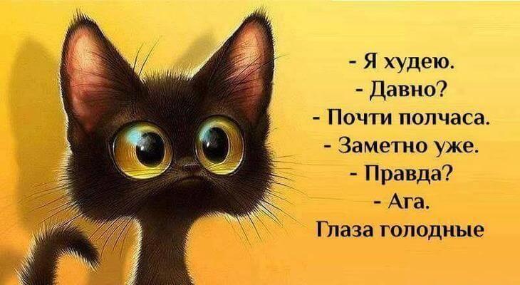 Смешные цитаты в картинках со смыслом короткие, известные