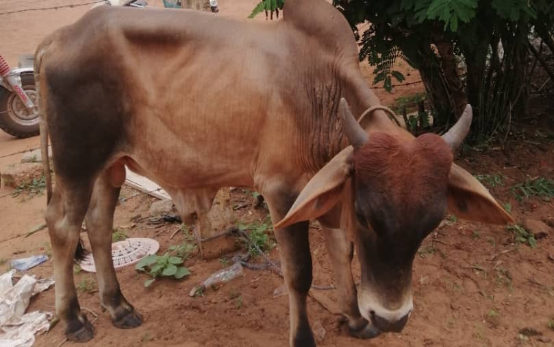 Nanumba North One shot dead after attempted cow theft