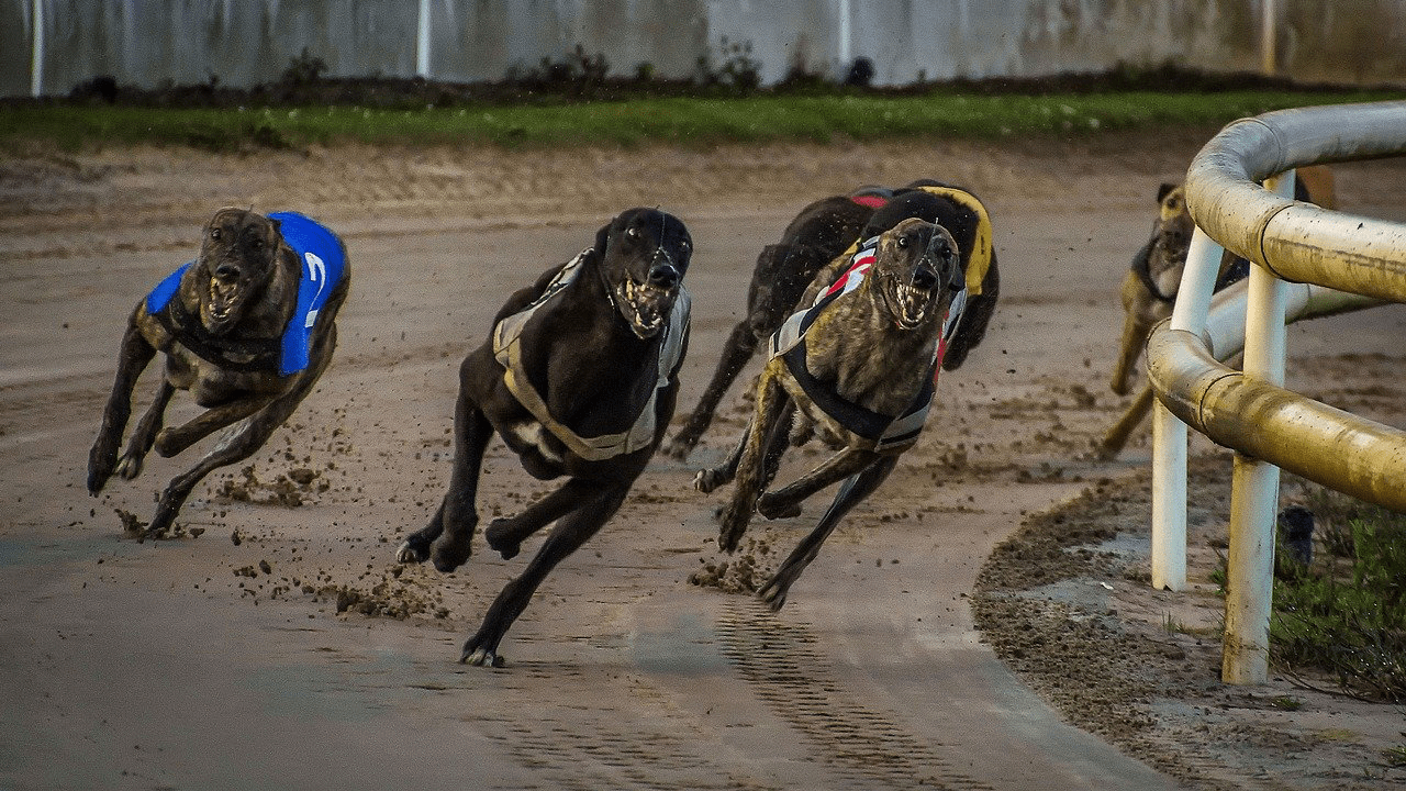 Greyhound Racing 6 Amazing Things You Didn't Know About Citizen Effect