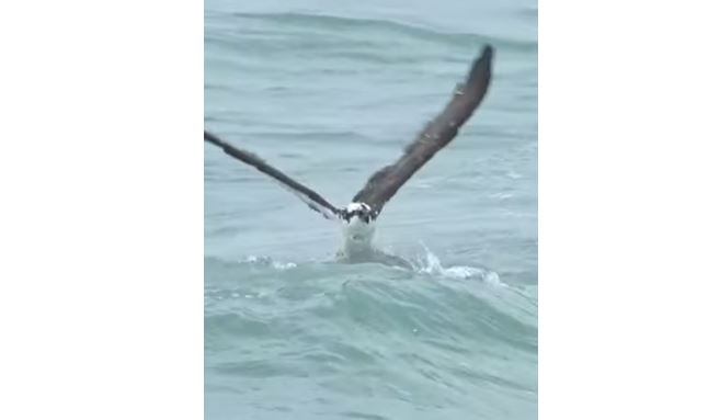 eagle fish – CITIZEN FREE PRESS