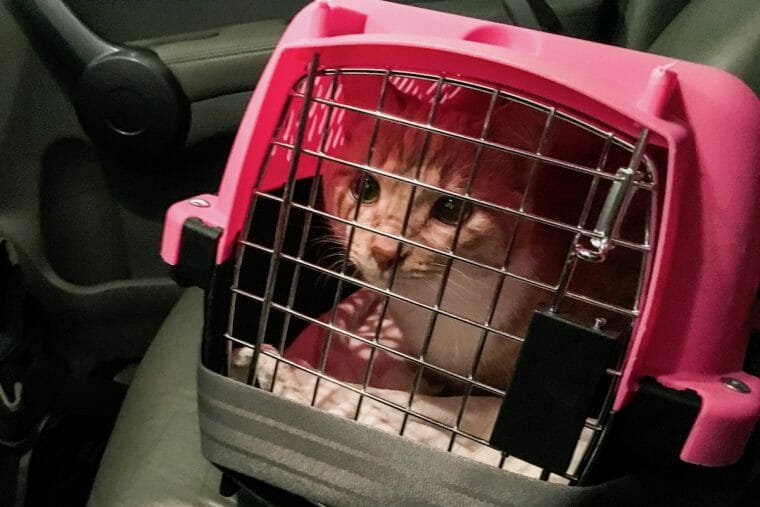 9 Tips Before You Transport a Cat Long Distance By Car