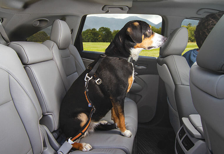 How to transport a dog in a car? 10 Simple Steps CitizenShipper Blog
