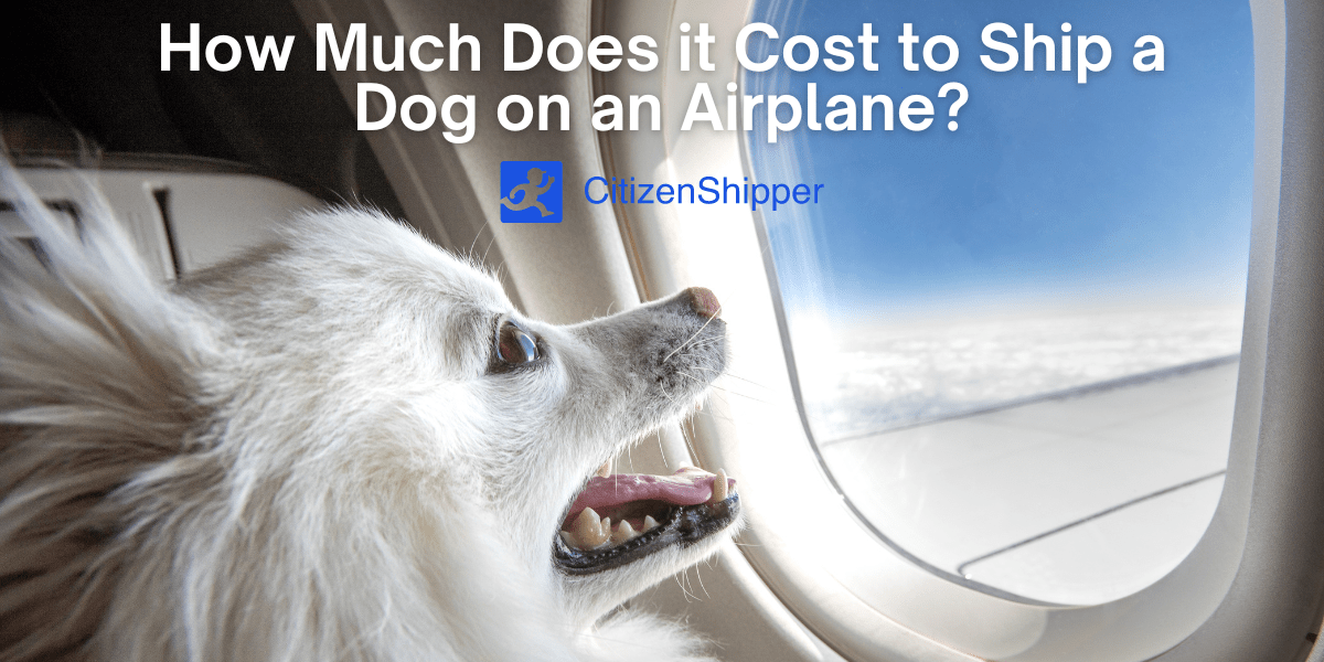 How Much Does it Cost to Ship a Dog on an Airline?