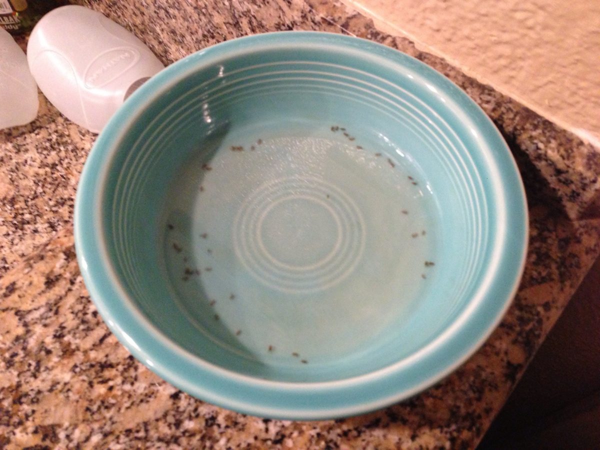 How to Get Rid of Gnats in the House CitizenSide