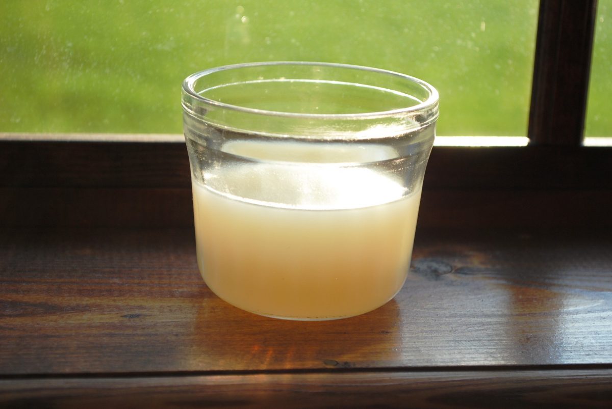How to Get Rid of Gnats in the House CitizenSide