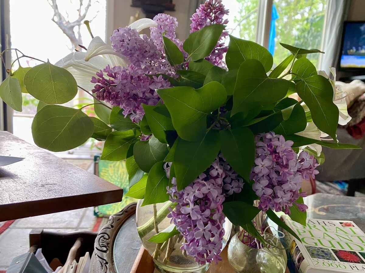 How To Make Lilacs Last In A Vase CitizenSide