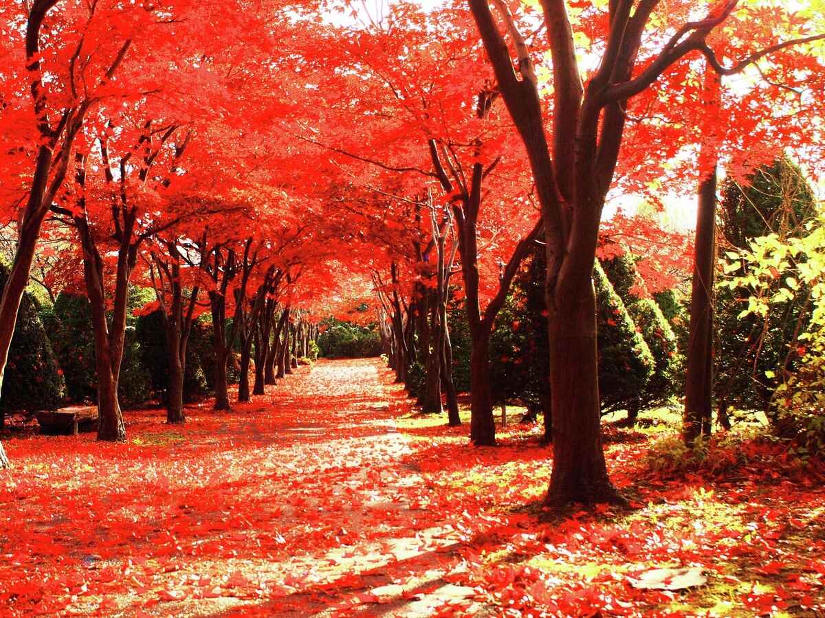 How To Plant A Red Maple Tree CitizenSide