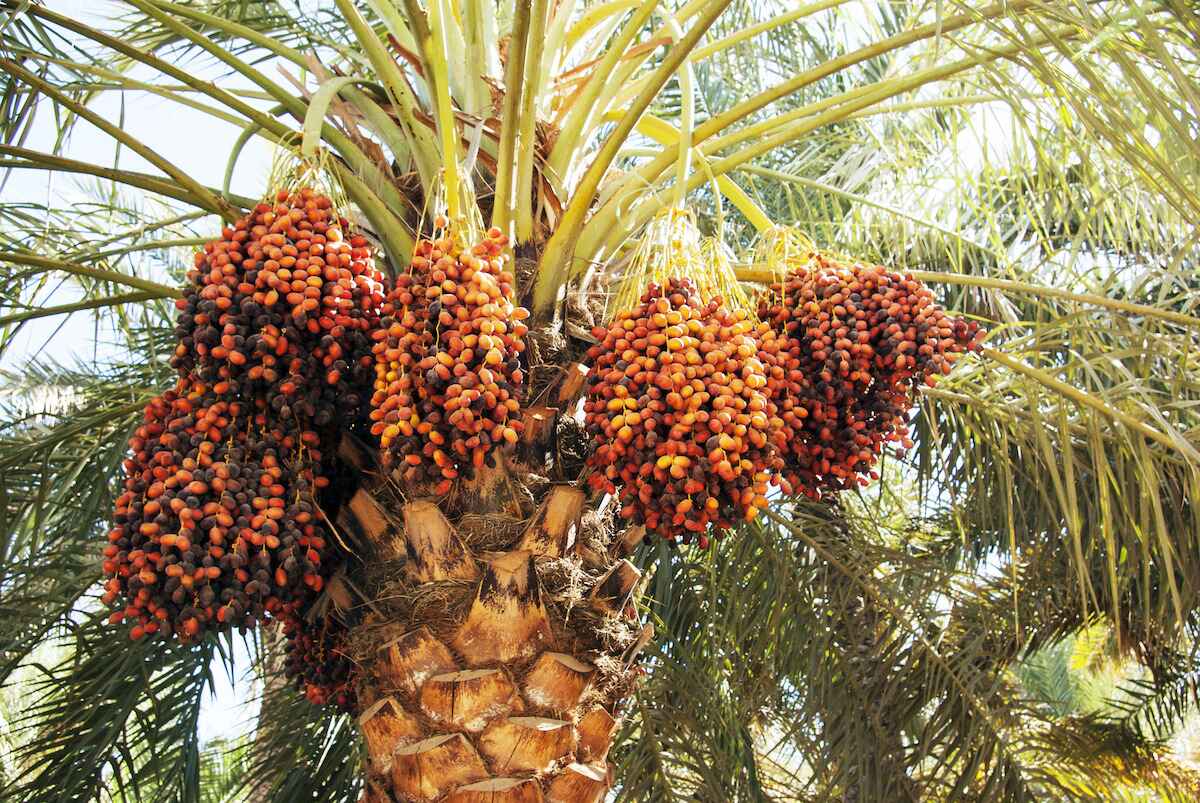 How To Plant Date Seeds CitizenSide