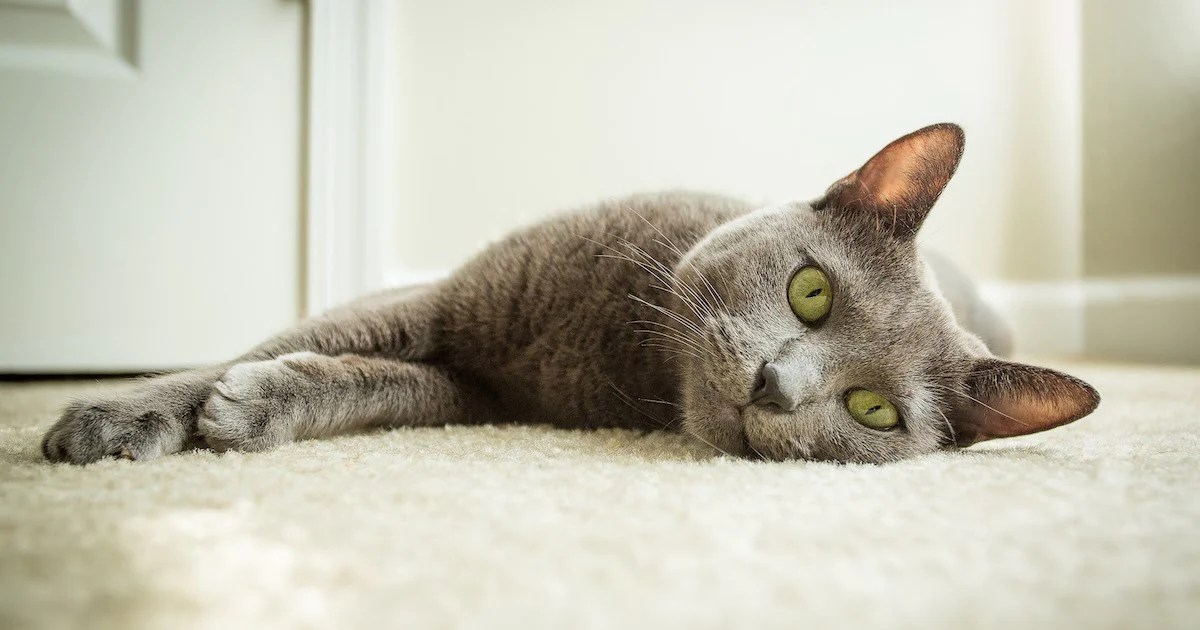 Why Does My Cat Poop On Rugs at Mary Flores blog