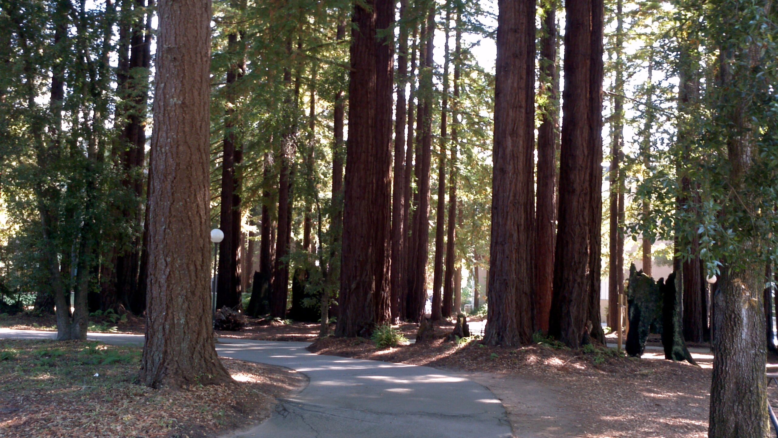 UC Santa Cruz Trees CITRIS and the Banatao Institute