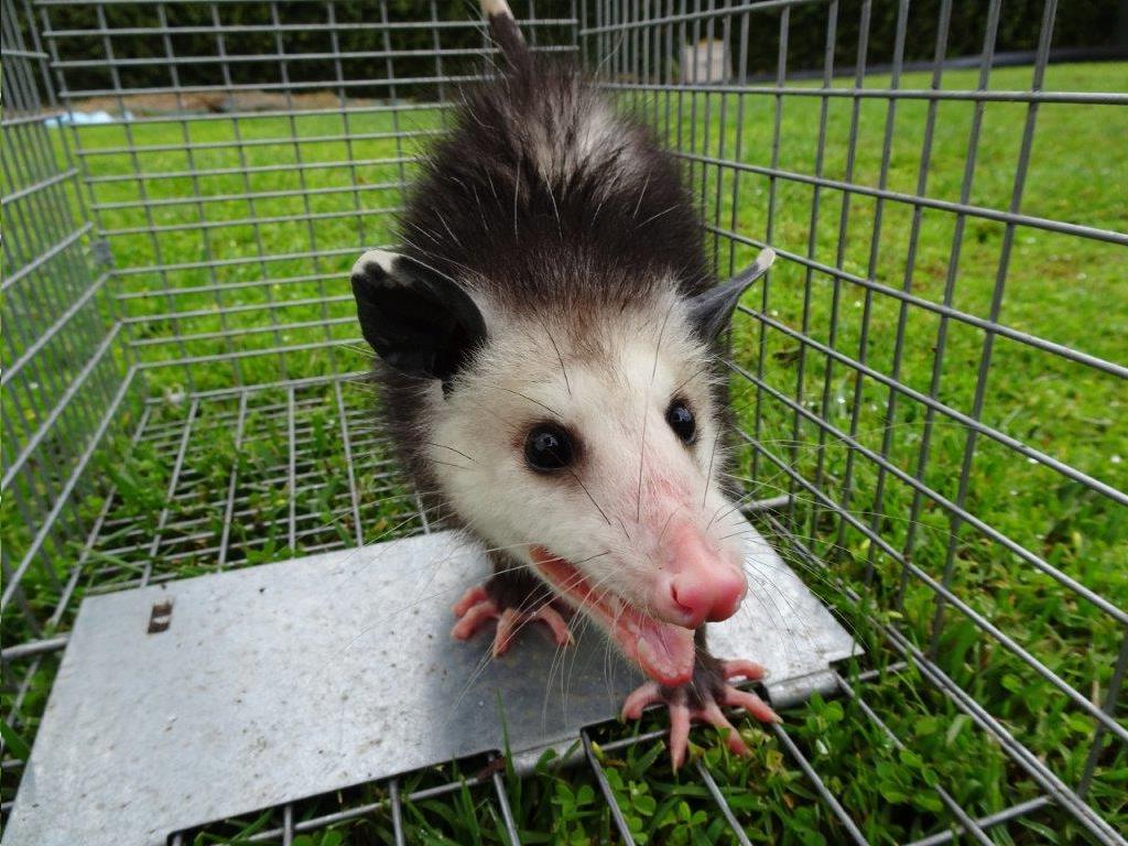 Tips on Getting Opossums Out of the Wall