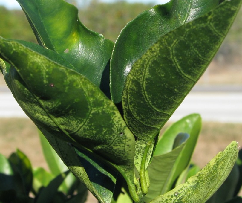 Freeze Damage Symptoms and Recovery for Citrus Citrus Industry Magazine