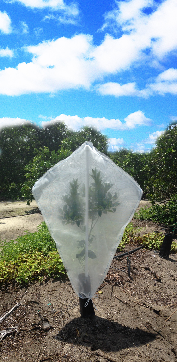 Tree Defender Stops Psyllids Citrus Industry Magazine