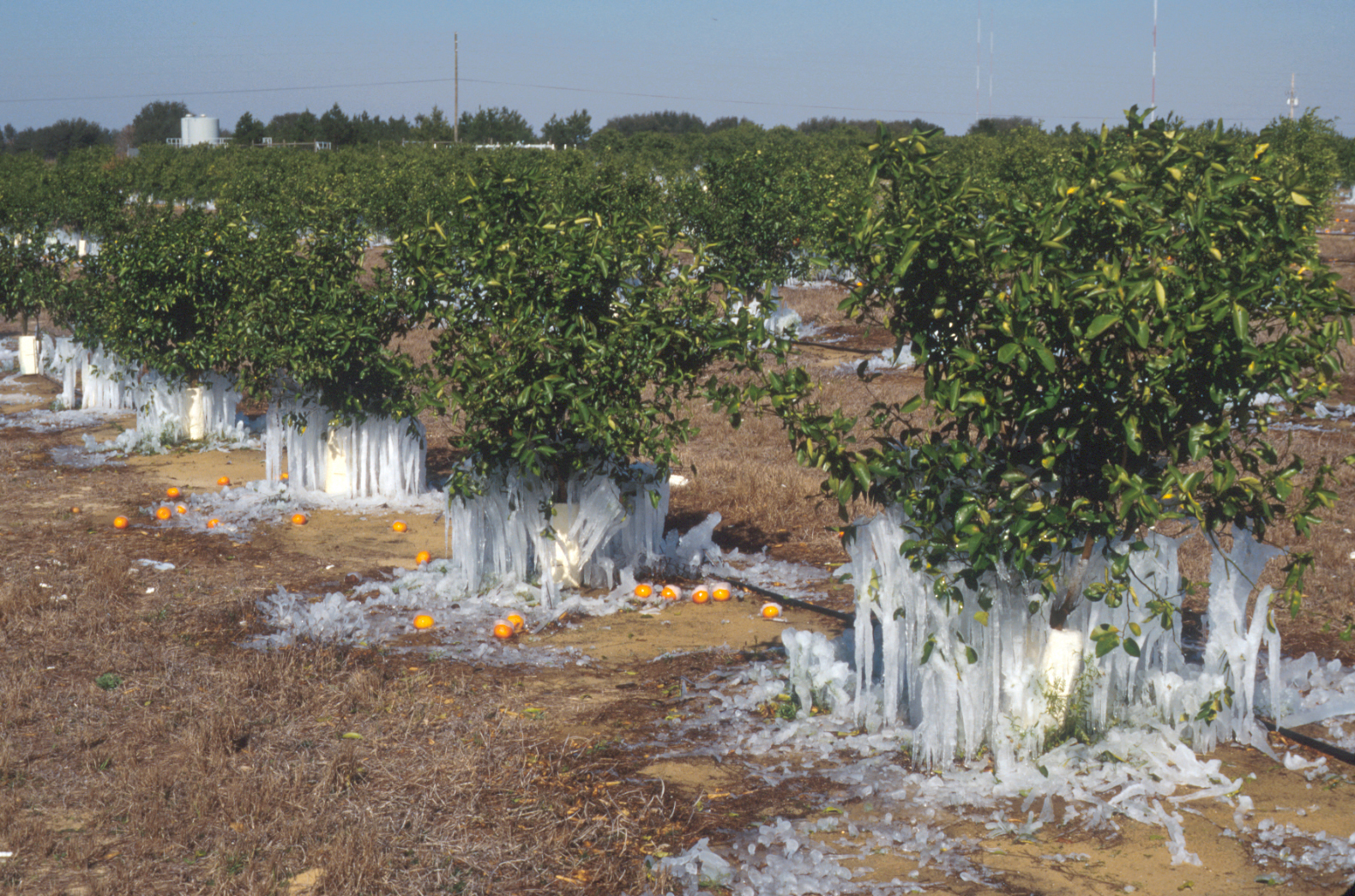 Freeze Probability and Protection Efforts Citrus Industry Magazine