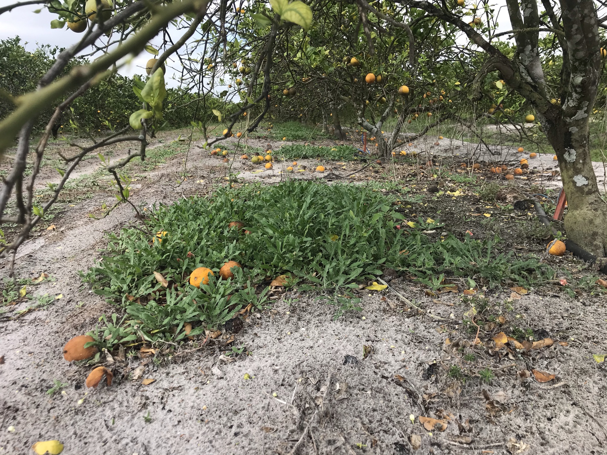 New Advancements in Herbicide Spraying Citrus Industry Magazine