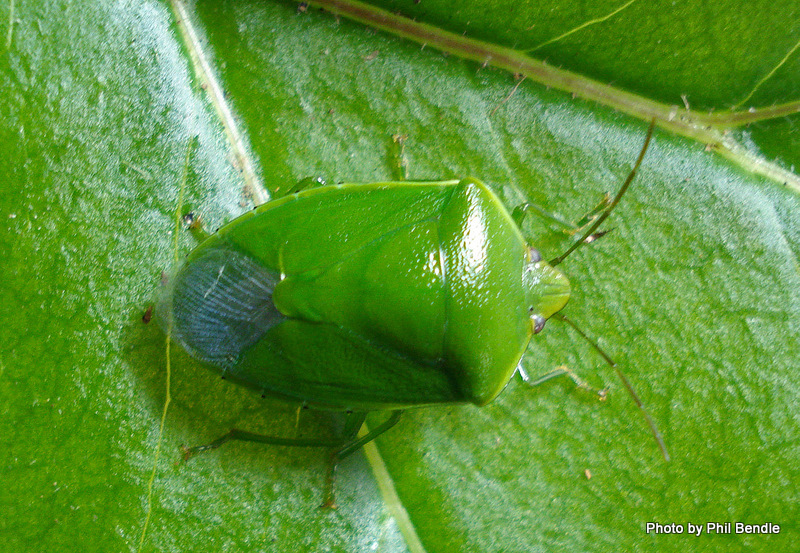 Phil Bendle CollectionBug (Shield bug) (New Zealand vegetable bug