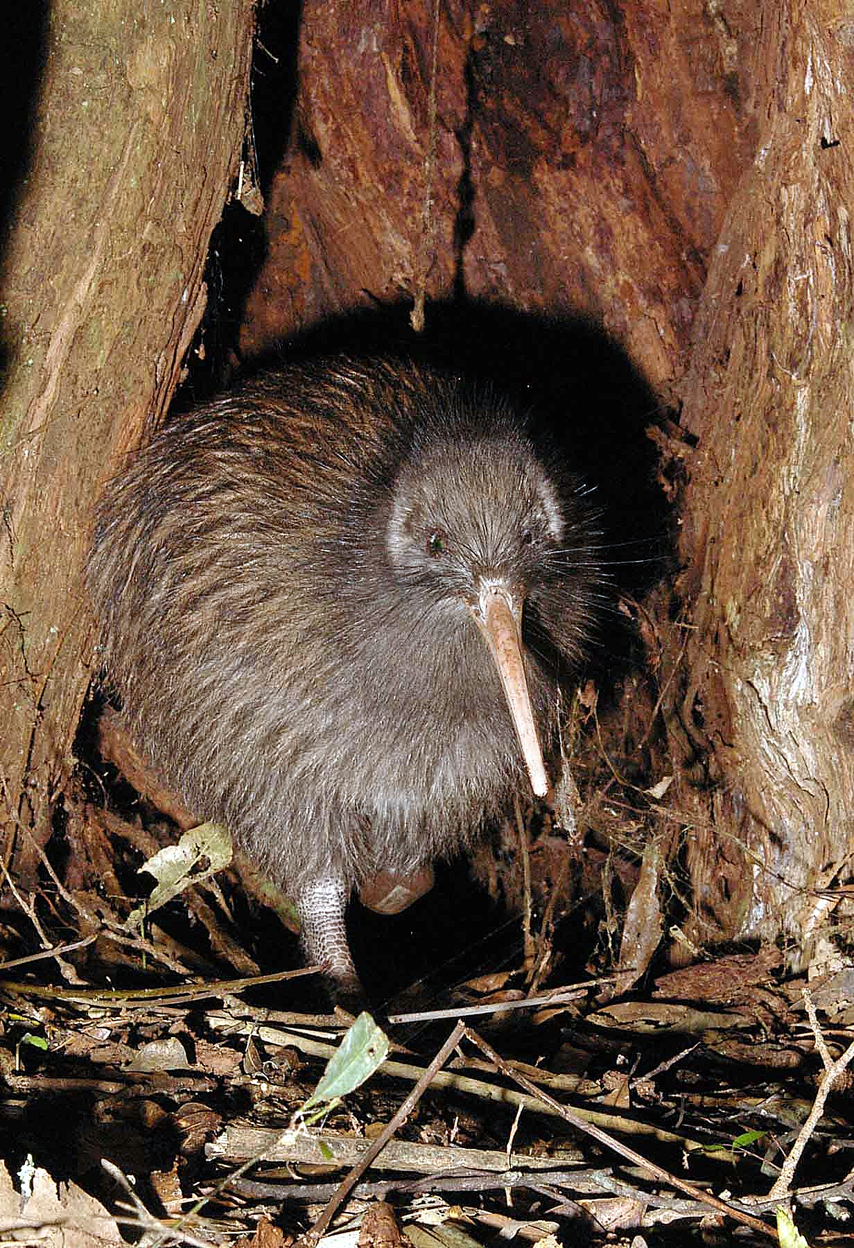 Phil Bendle CollectionKiwi (Apteryx genus) CitSciHub
