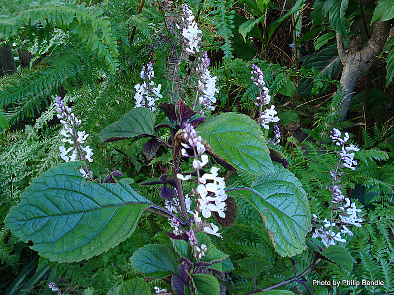 Phil Bendle CollectionPlectranthus ciliatus (Blue spur flower) CitSciHub