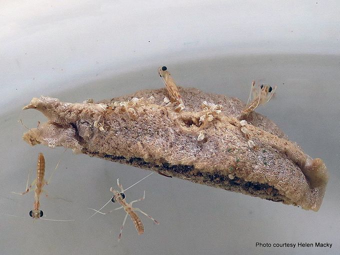 Phil Bendle CollectionPraying mantis (African) Miomantis caffra